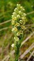 Small-White Orchid - Pseudorchis albida (L.) Á. Löve & D. Löve