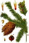Gewöhnliche Douglasie - Pseudotsuga menziesii (Mirb.) Franco 