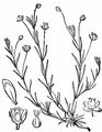 Niederliegendes Mastkraut - Sagina procumbens L.