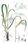 Riesen-Schwingel - Schedonorus giganteus (L.) Holub 