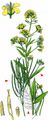 Perennial Rocket - Sisymbrium strictissimum L.