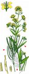 Steife Rauke - Sisymbrium strictissimum L. 