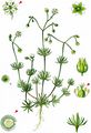 Five-Anther Spurrey - Spergula pentandra L.