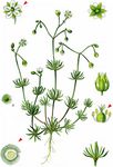 Fünfmänniger Spark - Spergula pentandra L. 