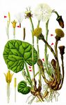 Huflattich - Tussilago farfara L. 