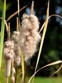 Shuttleworth's Bulrush - Typha shuttleworthii W. D. J. Koch & Sond.