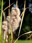 Shuttleworths Rohrkolben - Typha shuttleworthii W. D. J. Koch & Sond. 