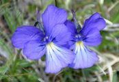 Long-Spurred Violet - Viola calcarata L.