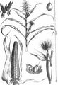 Mais - Zea mays L.