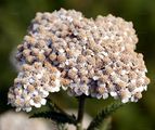 Gewöhnliche Schafgarbe - Achillea millefolium L.