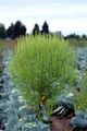 Ragweed - Ambrosia artemisiifolia L.