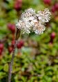 Karpaten-Katzenpfötchen - Antennaria carpatica (Wahlenb.) Bluff & Fingerh.