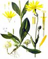 Mountain Arnica - Arnica montana L.