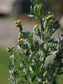 Wormwood - Artemisia absinthium L.