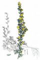 Felsen-Beifuß - Artemisia rupestris L.