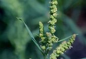 Strand-Melde - Atriplex littoralis L.