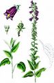 Bologneser Glockenblume - Campanula bononiensis L.