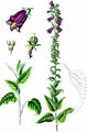 Pale Bellflower - Campanula bononiensis L.