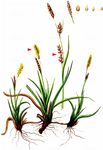Hirse-Segge - Carex panicea L. 