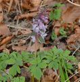 Hollow-Root - Corydalis cava (L.) Schweigg. & Körte