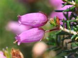 Bell Heather - Erica cinerea L.