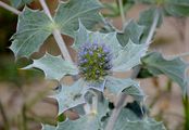 Sea-Holly - Eryngium maritimum L.