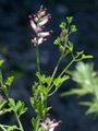 Common Fumitory - Fumaria officinalis L.