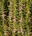 Sea-Milkwort - Glaux maritima L.