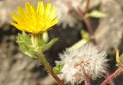 Natternkopf-Bitterkraut - Helminthotheca echioides (L.) Holub