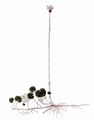 Filziger Alpenlattich - Homogyne discolor (Jacq.) Cass.
