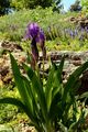 Stool Iris - Iris aphylla L.