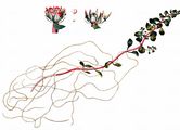 Water-Purslane - Lythrum portula (L.) D. A. Webb