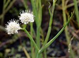 Tubular Water-Dropwort - Oenanthe fistulosa L.