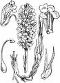 Common Broomrape - Orobanche minor Sm.