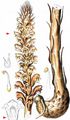Greater Broomrape - Orobanche rapum-genistae Thuill.