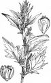 Red Goosefoot - Oxybasis rubra (L.) S. Fuentes & al.