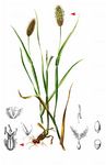 Graubündener Lieschgras - Phleum rhaeticum (Humphries) Rauschert 