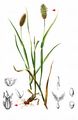 Alpine Cat's-Tail - Phleum rhaeticum (Humphries) Rauschert