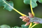Sessile Oak - Quercus petraea (Matt.) Liebl.