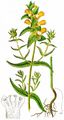 Late-Flowering Yellow Rattle - Rhinanthus angustifolius C. C. Gmel. 