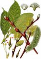 Goat Willow - Salix caprea L.