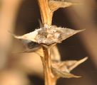 Prickly Saltwort - Salsola kali L.