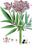 Zwerg-Holunder - Sambucus ebulus L. 