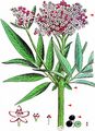 Dwarf Elder - Sambucus ebulus L.