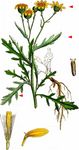 - Senecio squalidus L. 