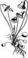 Winzige Troddelblume - Soldanella minima Hoppe