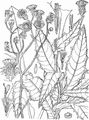 Acker-Gänsedistel - Sonchus arvensis L.