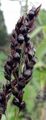 Gewöhnliche Mohrenhirse - Sorghum bicolor (L.) Moench