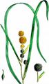 Floating Bur-Reed - Sparganium angustifolium Michx.