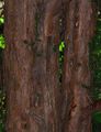 Yew - Taxus baccata L.
